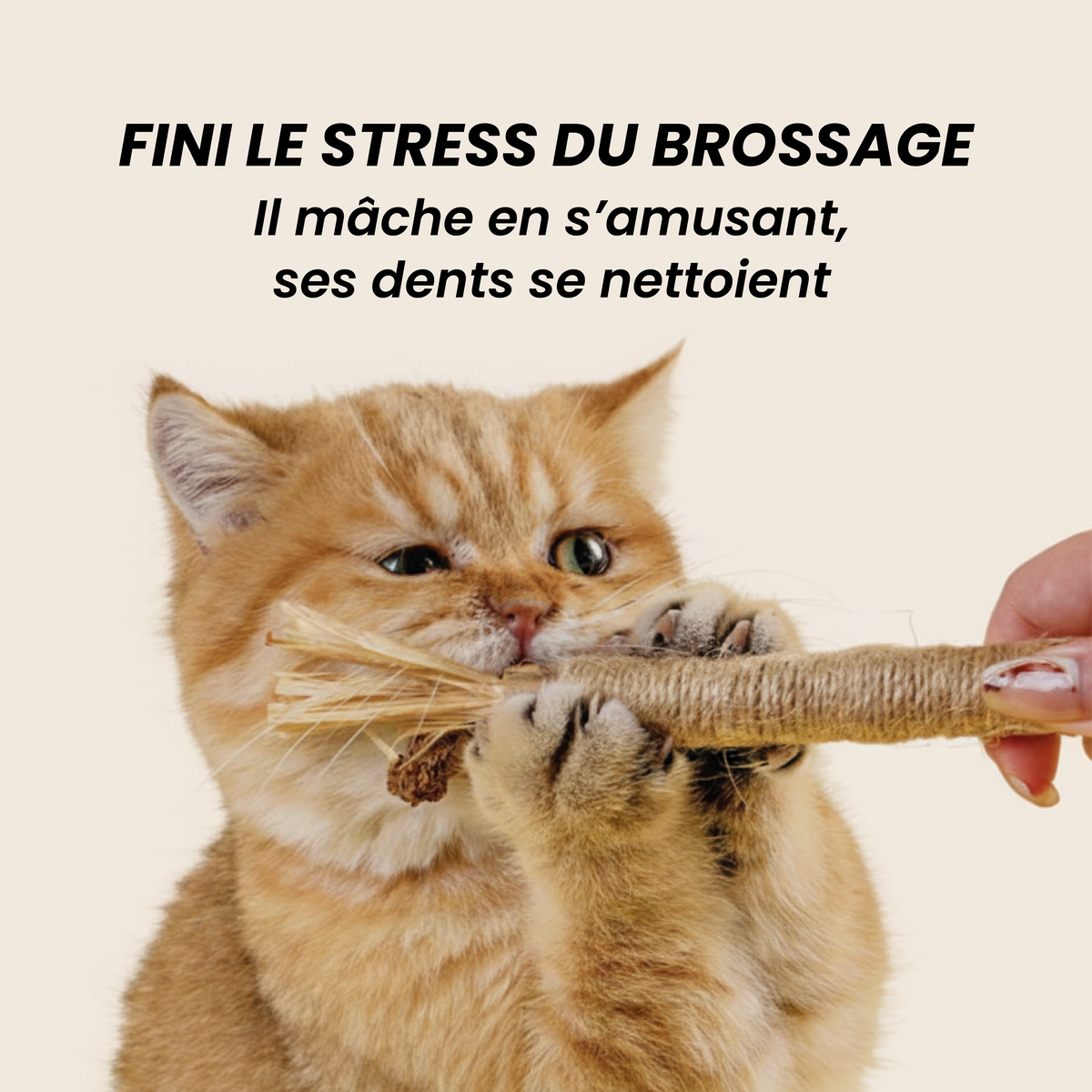 Inua Catcare - le stick dentaire pour un soin sans stress